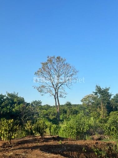 Chính chủ bán 1000m2 thôn 3 cư Êbur có cà phê 20x50  tiêu siêu đẹp 