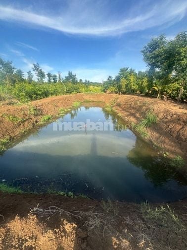 Chính chủ bán 1000m2 thôn 3 cư Êbur có cà phê 20x50  tiêu siêu đẹp 