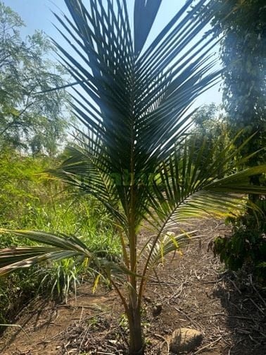 Chính chủ bán 1000m2 thôn 3 cư Êbur có cà phê 20x50  tiêu siêu đẹp 