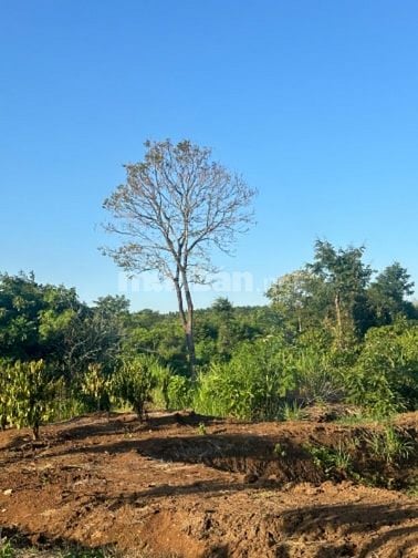 Chính chủ bán 1000m2 thôn 3 cư Êbur có cà phê 20x50  tiêu siêu đẹp 