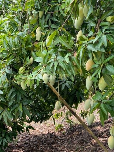 Cần bán gấp đất mặt tiền đường bê tông