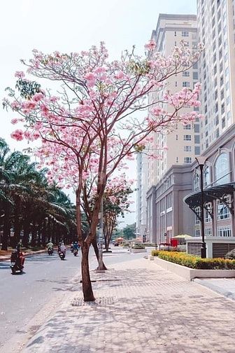 CH 2 PN tại SG Mia, KDC Trung Sơn, BC