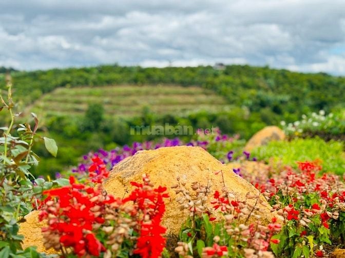 Bán đất thổ cư tại Lộc Phú giá tốt
