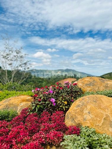 Bán lô đất tại Tân Lạc, Bảo Lâm, Lâm Đồng 