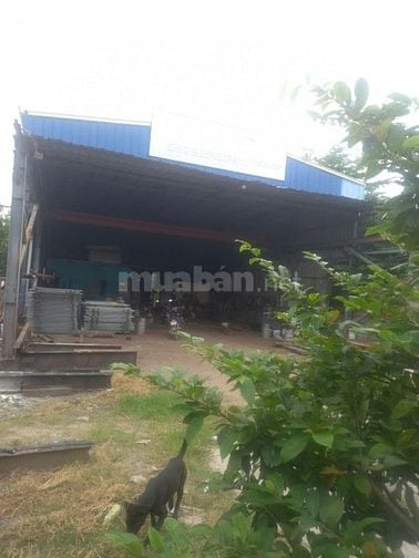 CHO THUÊ KHO XƯỞNG ẤP RỪNG SẾN, MỸ HẠNH BẮC, ĐỨC HÒA, LONG AN