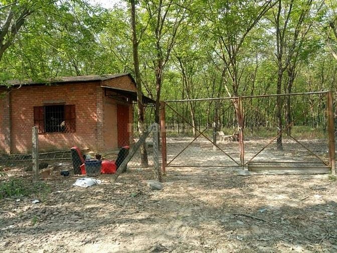 Bán ĐẤT CAO SU 4.3 ha (3TY3/ha TL thiện chí) cạnh kênh Tây, KCN Chà Là