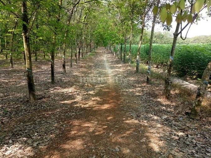 Bán ĐẤT CAO SU 4.3 ha (3TY3/ha TL thiện chí) cạnh kênh Tây, KCN Chà Là