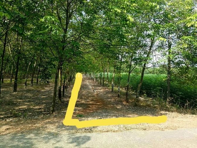 Bán ĐẤT CAO SU 4.3 ha (3TY3/ha TL thiện chí) cạnh kênh Tây, KCN Chà Là