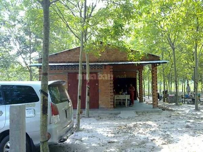 Bán ĐẤT CAO SU 4.3 ha (3TY3/ha TL thiện chí) cạnh kênh Tây, KCN Chà Là