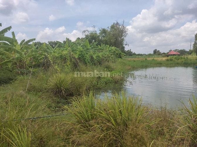 CƠ HỘI SỞ HỮU ĐẤT VƯỜN SIÊU ĐẸP TẠI HƯNG LONG, BÌNH CHÁNH – DIỆN TÍCH 