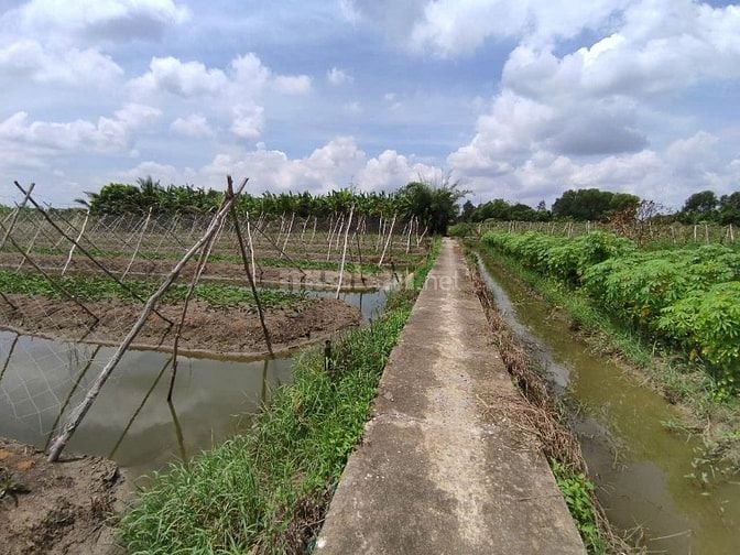 CƠ HỘI SỞ HỮU ĐẤT VƯỜN SIÊU ĐẸP TẠI HƯNG LONG, BÌNH CHÁNH – DIỆN TÍCH 