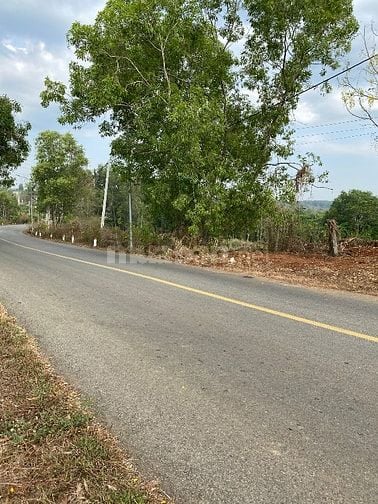 BÁN ĐẤT NN( CLN) MẶT TIỀN ĐƯỜNG QUÃNG PHÚ, PHƯỚC AN,BCHÂU ĐỨC,BRVT