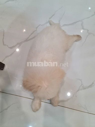 PHỐC LAI POODLE TÌM BỐ MẸ THƯƠNG