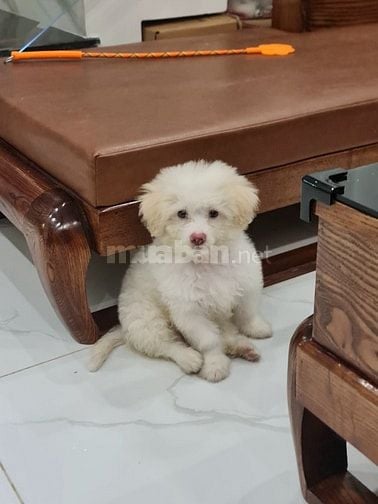 PHỐC LAI POODLE TÌM BỐ MẸ THƯƠNG