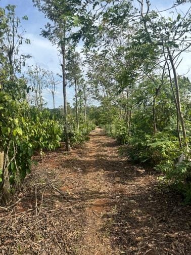 Chính chủ cần bán tam Giang đất trống 
