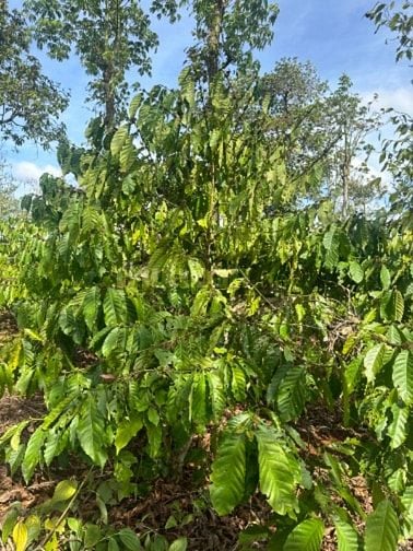 Chính chủ cần bán tam Giang đất trống 