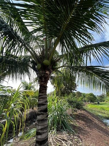 Cần bán 10.000m vuông đất (1 mẫu) đã Tạo View nghĩa dưỡng sẳn