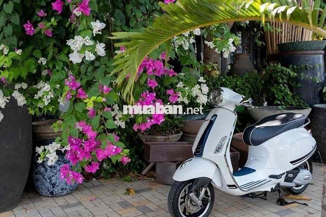 Vespa Primavera Yacth Club