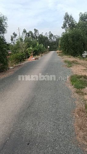 Bán đất chính chủ xã Tân Bình tân thạnh Long An 