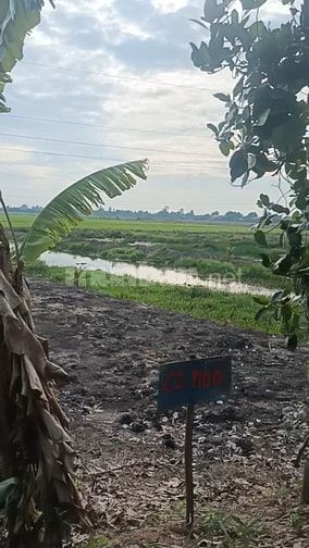 Bán đất chính chủ xã Tân Bình tân thạnh Long An 