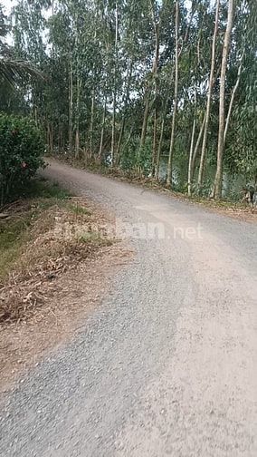 Bán đất chính chủ xã Tân Bình tân thạnh Long An 