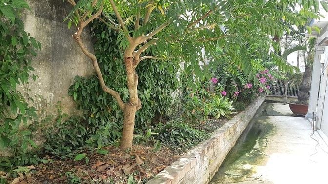 Cho thuê nhà hẻm diện tích nhà hơn 200m2