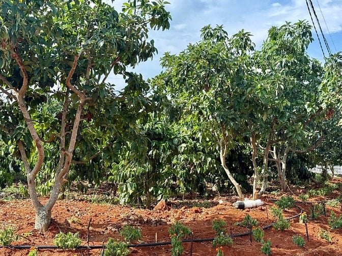 Cách hồ Bãi Công 100m, bán 335m2 đất ở đô thị, ngang 12m, SHR
