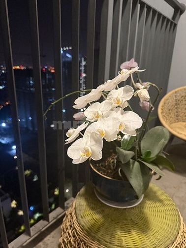 Cho thuê căn CC cao cấp - Vinhomes Smart city