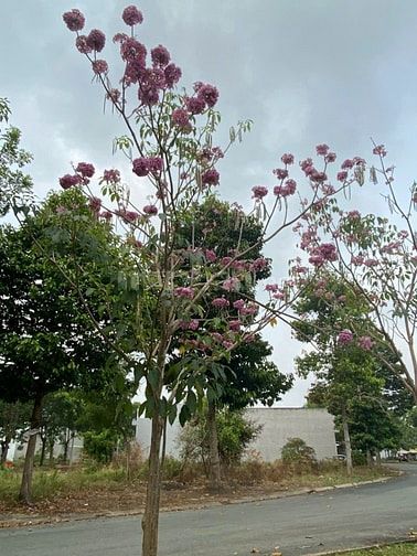 Bán đất đường số 1 khu Dân Cư Hoàng Long
