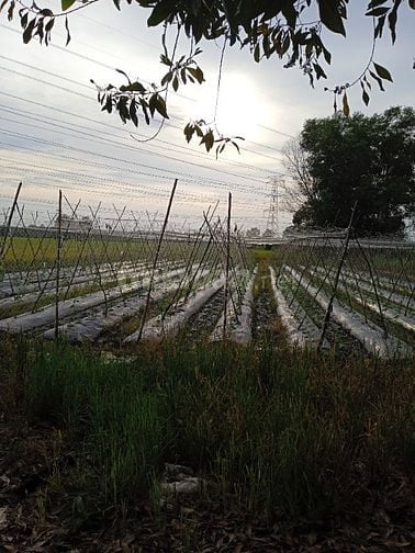 Cần bán gấp 2 héc đất có nhà c4