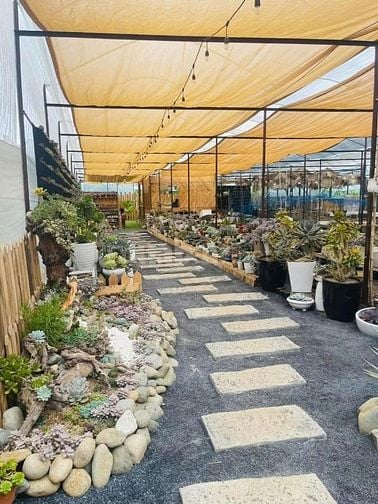 CHÍNH CHỦ BÁN ĐẤT ĐÀ LẠT SINH LỜI TỐT. Ở và KINH DOANH THUẬN LỢI