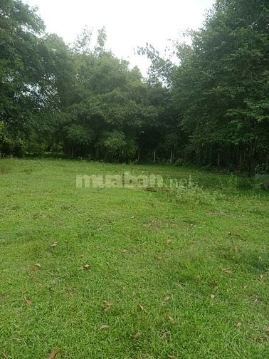 🔴 ĐẤT MẶT TIỀN + NỞ HẬU 745 M2 _(Thổ cư: 300 M2), THÁI MỸ CỦ CHI