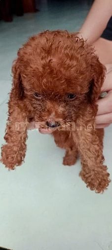 CHÓ NHÀ SANH - CẦN BÁN CHÓ PÔDLE
