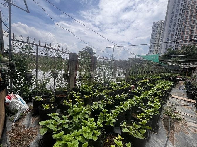 Cho thuê mặt bằng 800m2 ven sông Nguyễn Duy Trinh, Thủ Đức