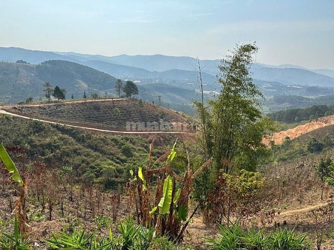 150tr/1000m2 đất giấy viết tay có 3000m2 Tà Nung-Đà Lạt đang canh tác 