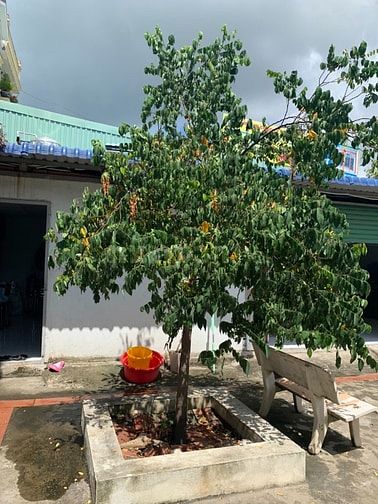 Nhà cho thuê nguyên căn 80/18/32 Thạnh Xuân 52, phường Thạnh Xuân