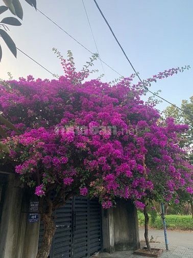 Nhà cho thuê nguyên căn 80/18/32 Thạnh Xuân 52, phường Thạnh Xuân