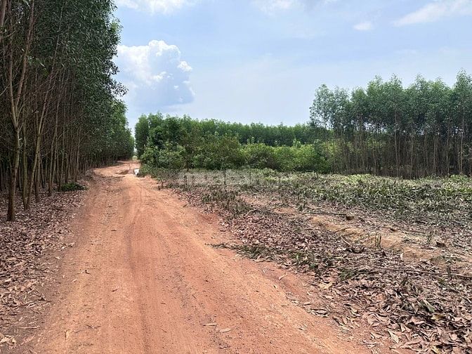 60tr/1000m2 đất tại Phú Ngọc, Định Quán