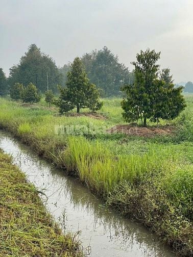 🔴 Bán vườn 4163,2m vuông đất,gần bốn công hai,trên đất mình có được 5
