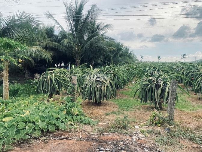 20x80 (1600m2) 100m2 Tc Đinh Công Tráng LaGi Giá Cực Rẻ