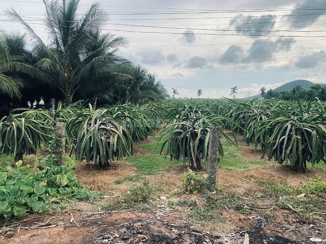 20x80 (1600m2) 100m2 Tc Đinh Công Tráng LaGi Giá Cực Rẻ