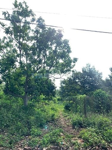 HÓT HÓT LÔ ĐẤT 10X 43 PHÁP LÝ CHUẨN SỔ HỒNG. P, ĐOÀN KẾT, TX BUÔN HỒ, 