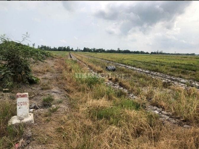 Bán 7942m2 Mt qlo N2, Nhơn Ninh - Tân Thạnh - Long An