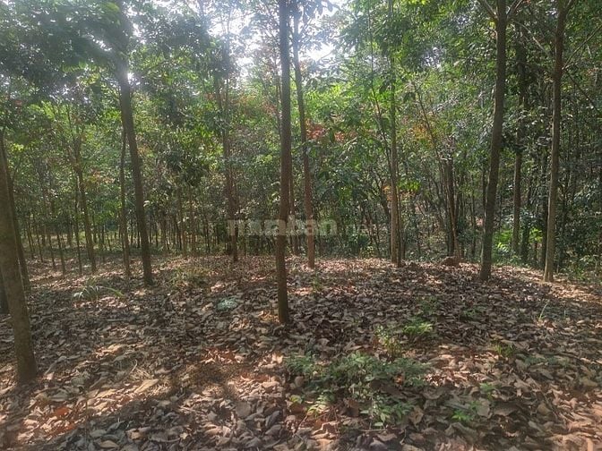 Bán đất rẫy hiện đang thu hoạch cao su 
