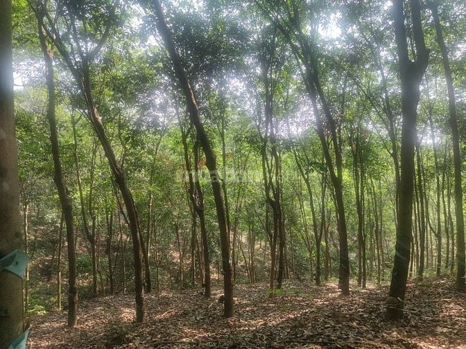 Bán đất rẫy hiện đang thu hoạch cao su 