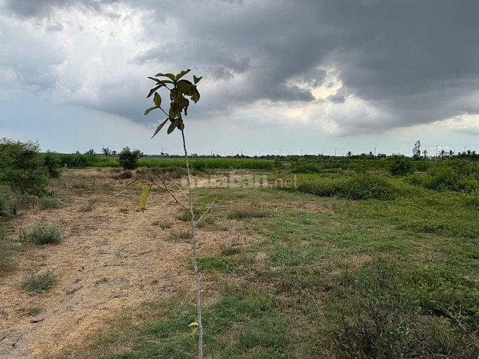 ĐẤT MẶT TIỀN XÃ YÊN LUÔNG GÒ CÔNG TÂY 252,7M2  SỔ SẴN CÔNG CHỨNG LIỀN