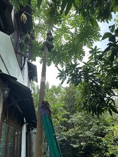 Bán Biệt Thự Sân Vườn Lê Văn Khương Q12 Chính Chủ.