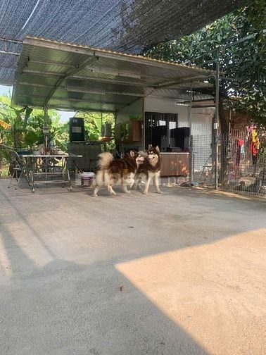 Cho thuê Vườn 5000 m2, cách Big C Thăng Long 10km nhỉnh 10 triệu 