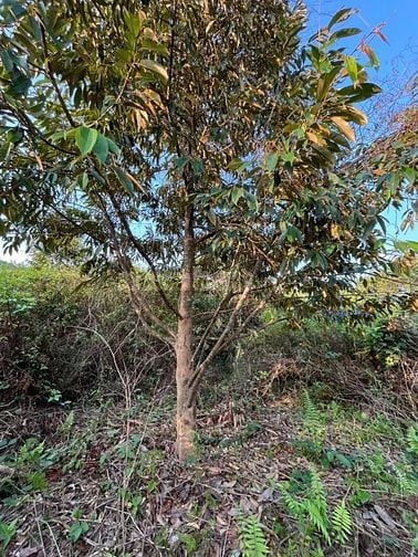 Bán 7000 m2 đất trồng Sầu riêng gần hồ thuỷ lọi Dạ tẻh.