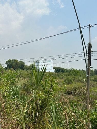 Bán đất mặt tiền đường Trần Văn Trà 100x100m Bình Phong Thạnh- Long An